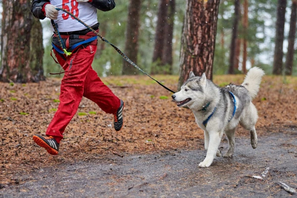 beh-husky-panakei